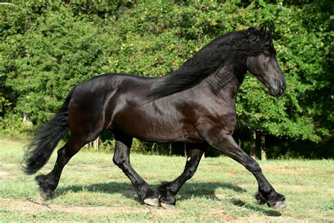 Friesian Horse Wallpapers - Wallpaper Cave