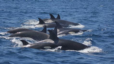 Killer whales attack boats off Spain and Portugal, baffle scientists ...