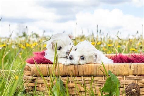 Teacup Bichon Frise: Why This Mini Dog Makes a Great Pet?