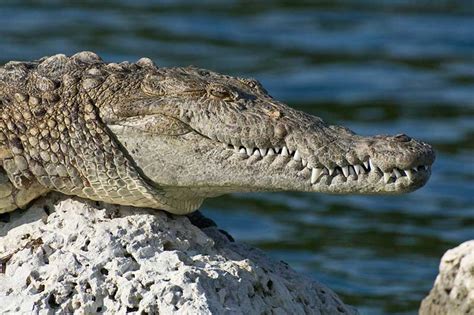 American Crocodiles in Florida (5 Interesting Facts) - Wildlife Informer