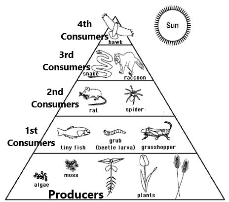 A Diagram Of A Heterotrophic Organism