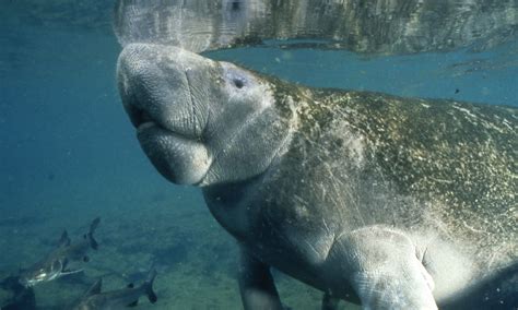 Florida Manatee - Marine Mammal Commission