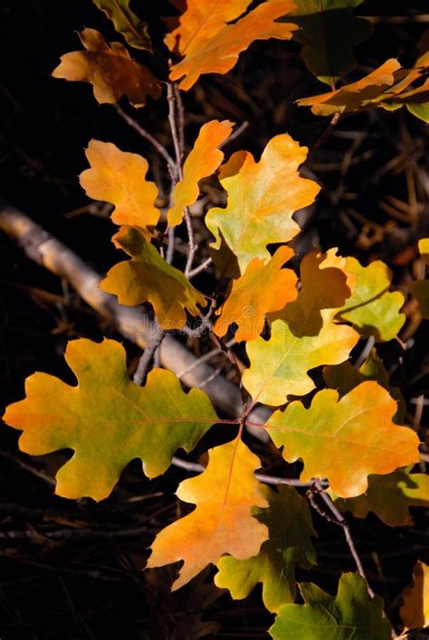 Fall Oak Leaves stock image. Image of trees, floor, october - 4057445