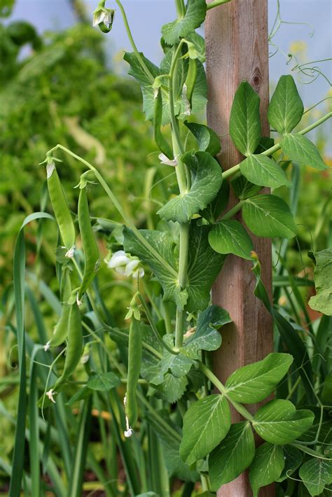 Growing Snow Pea: How to Grow and Care for Snow Pea - Jardin HQ