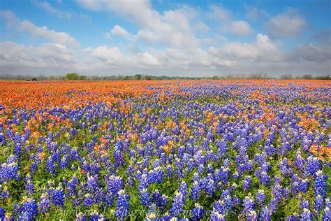 Spotlight On Lady Bird Johnson: Wildflower Center