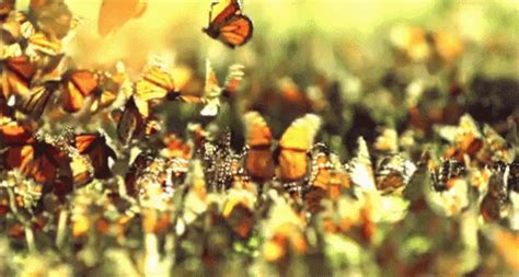 Butterflies GIF – Monarch Butterfly Fly Swarm – Откриване и споделяне на GIF файлове