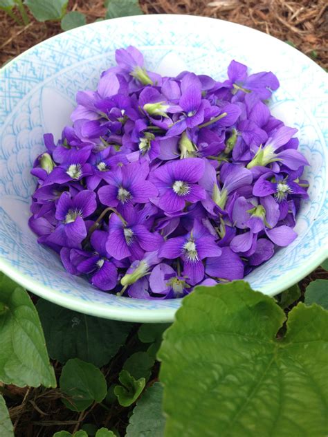 Violet's Edible and Medicinal Uses | Chestnut School of Herbal Medicine