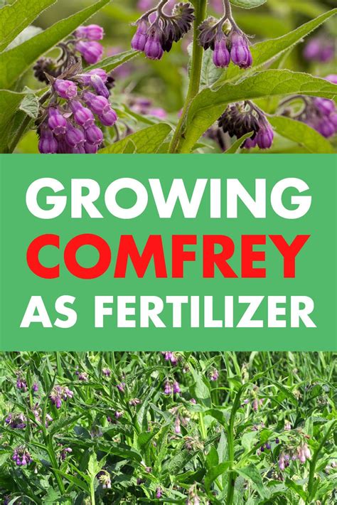 Comfrey as Fertilizer: Benefits and How to Make It - luv2garden.com | Plant benefits, Companion ...