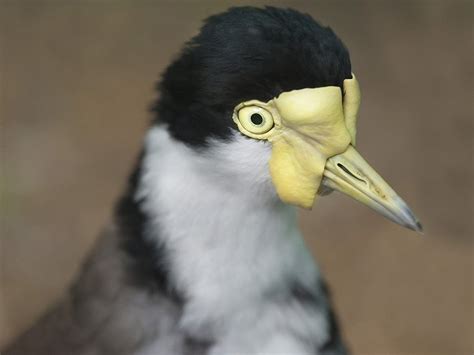 Feathered heads: portraits of native Australian birds - Australian Geographic