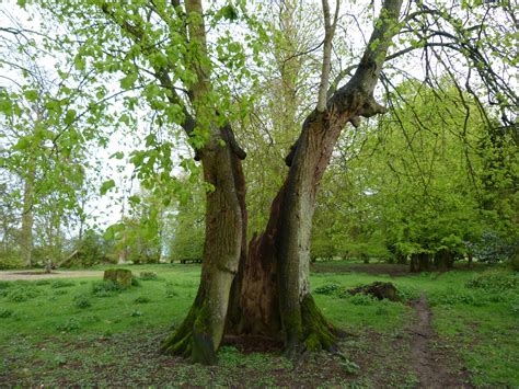 An ancient tree on the property