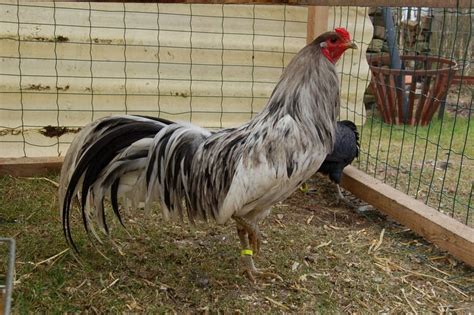 Splash Sumatra Fowl - I didn't think you could get better looking than ...