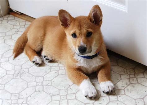 Corgi Shiba Inu Mix Puppies For Sale