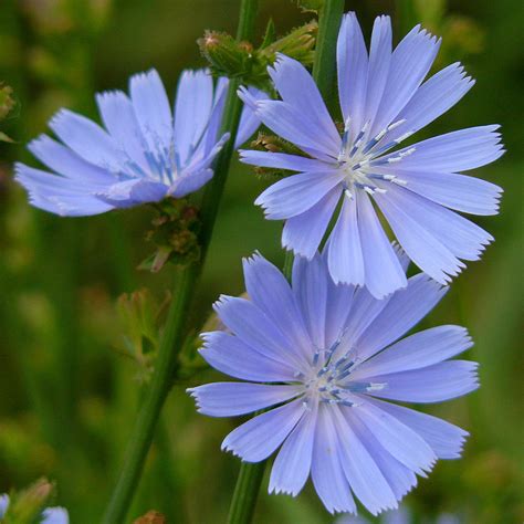 Cikoria | Nordiska vildblommor | Cichorium intybus | Impecta