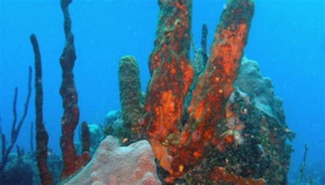 Mutualism in Coral Reefs | Sciencing