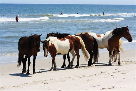 Wild Horses At The Beach Free Stock Photo - Public Domain Pictures