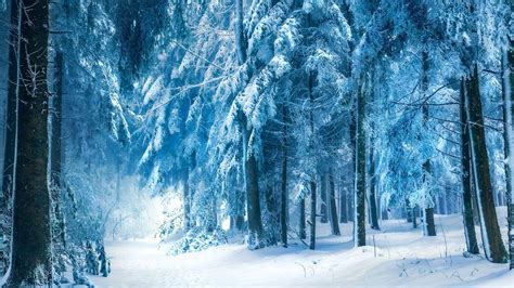 Paysage d'hiver, la neige forêt Fonds d'écran | 1600x900 Fonds d'écran ...