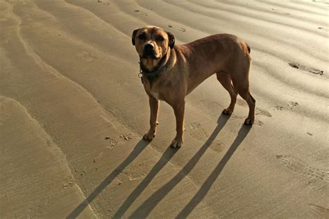 The North American Mastiff – A Detailed Look Into This Gentle Giant