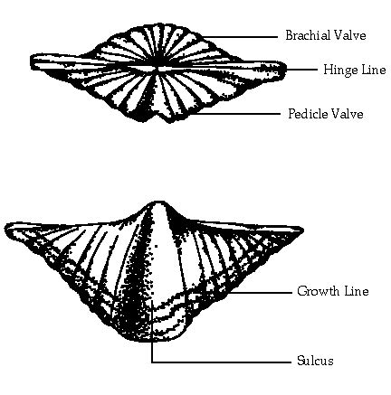 Palaeos Metazoa: Lophotrochozoa: Brachiopoda