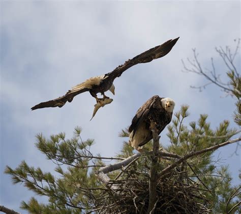 Bald Eagle Feeding the Chicks | John Strung | Flickr