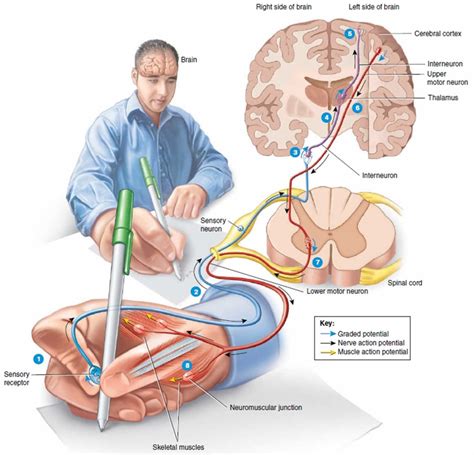 What Are The Parts Of A Motor Neuron - Printable Online