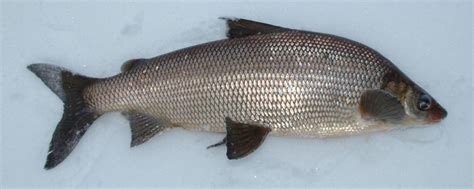 Lake Whitefish Coregonus clupeaformis