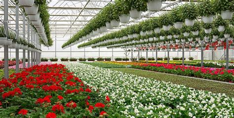 Kenya Floriculture Market Analysis, Share, Trends, Demand, Size, Opportunity & Forecast