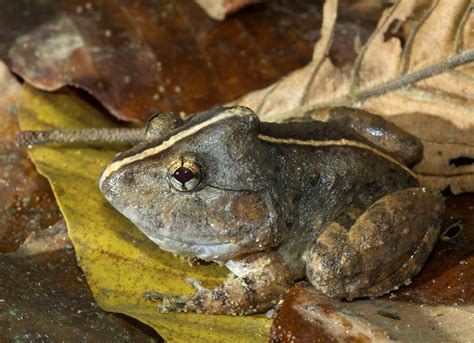 The secret life of a fanged frog with an enormous head - The Australian Museum Blog