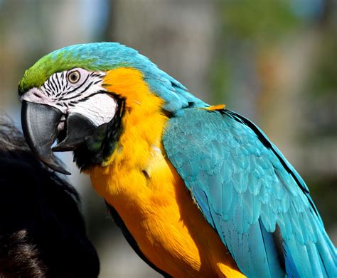 Macaw Bird Free Stock Photo - Public Domain Pictures