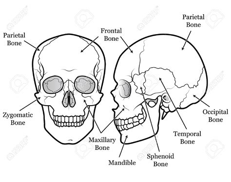 [DIAGRAM] Blank Head Diagram - MYDIAGRAM.ONLINE