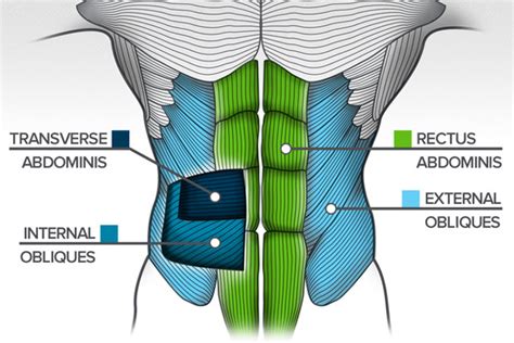 Anatomy of the Core Middle line Muscle Group