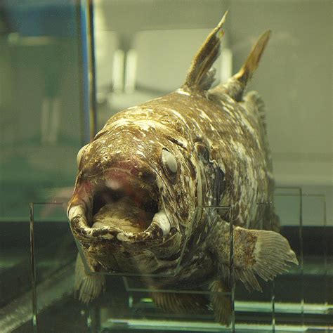 Coelacanth: the "Living Fossil"