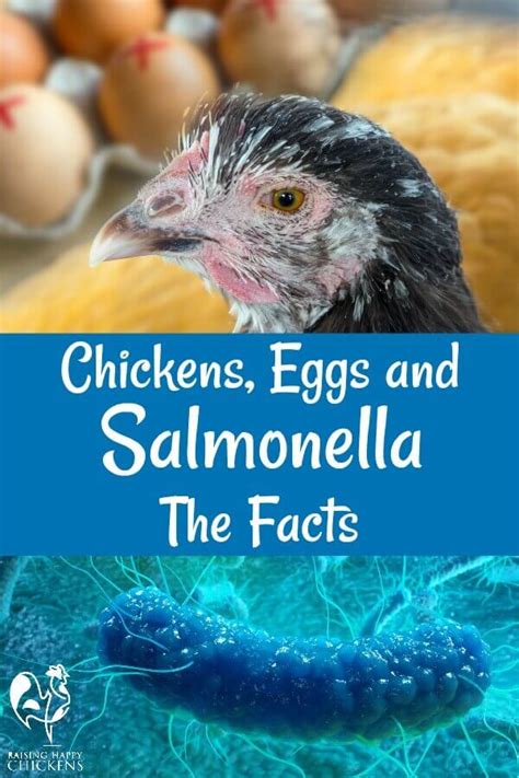 Salmonella and chicken-keeping: the facts.