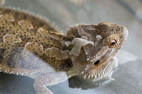 Bearded Dragon: Humidity - A Quick And Easy Guide - Reptile Craze