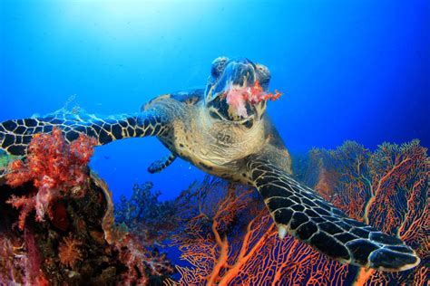 Hawksbill Turtles Diet - texasrutracker