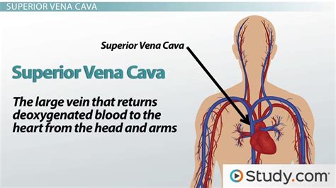 Superior & Inferior Vena Cava | Definitions, Functions & Location - Lesson | Study.com