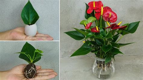 Propagation of anthurium from leaves, planting anthurium in eggs 100% success in 2023 ...