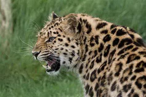 Amur Leopard Facts - Diet, Habitat, Why they are Endangered