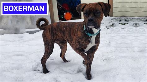 8 Things To Know Before Buying Boxerman | Boxer Doberman Pinscher Mix ...