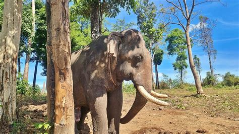 Airavata Elephants - Cambodian Travel Partner