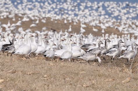 Snow Goose Migration Marks the Return of Spring | Your Voice | stardem.com