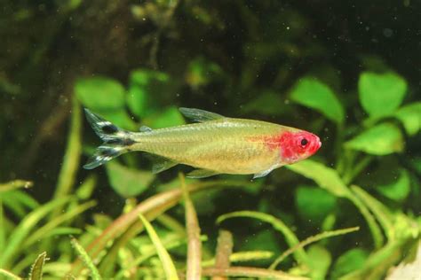 The Ultimate Guide To Rummy Nose Tetras: Care, Breeding, And Varieties ...