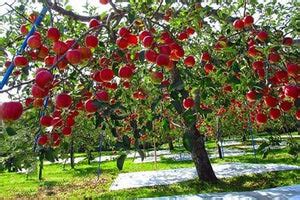 Dwarf Fuji Apple Tree - World renowned for its sweetly rich flavor! (2 – Online Orchards