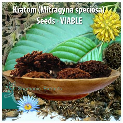 KRATOM SEEDS VIABLE