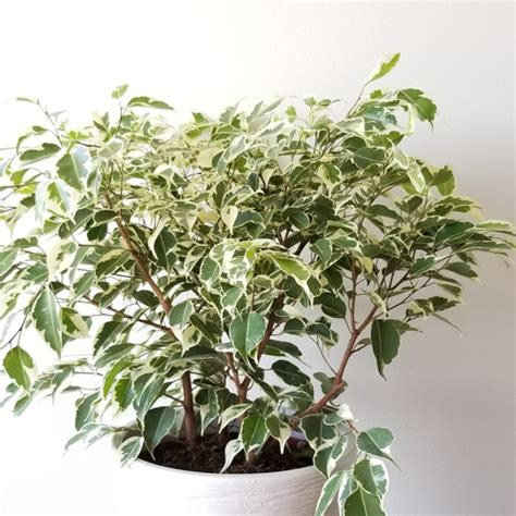 Ficus Benjamina highly Variegated Plant Ficus Variegated Weeping Fig ...