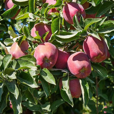 Red Delicious Apple Trees for Sale at Arbor Day's Online Tree Nursery ...