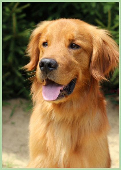 Golden Retriever Adoption Near Me - amphibian plant examples