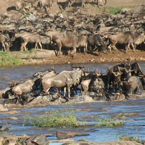 Serengeti Wildebeest Migration | Lets View Tanzania