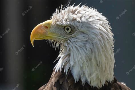 Premium Photo | A bald eagle with a yellow beak