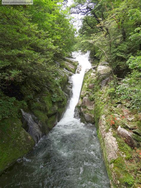 THE WATERFALLS OF YAKUSHIMA - Yakushima: A Visitors Guide