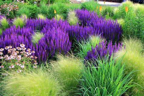 The Best Purple Perennials Plants and Flowers | HGTV